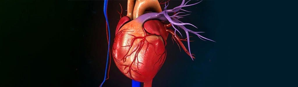 Coronary arteries of the heart