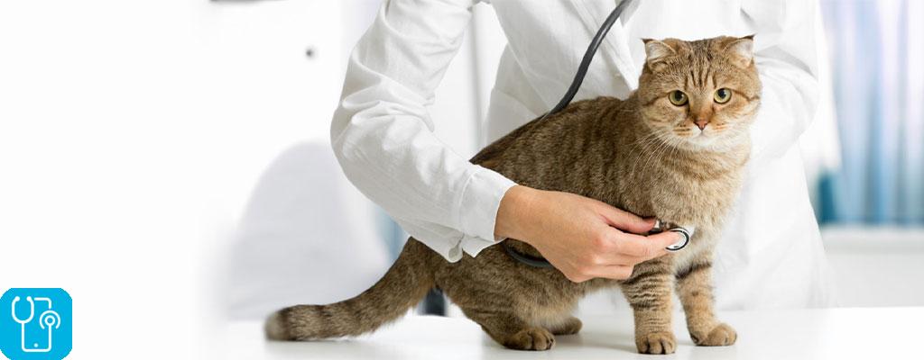 دکتر دامپزشک و درمان حیوانات خانگی