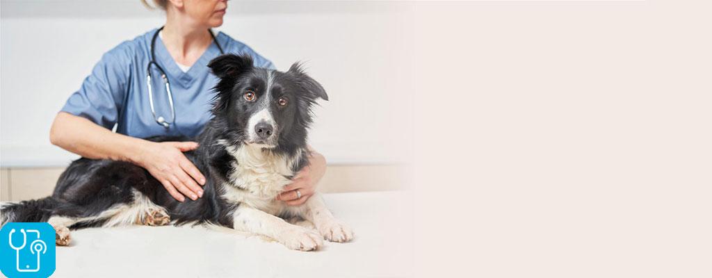 بیماری کنل کاف در سگ ها