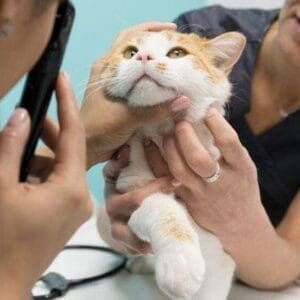 دامپزشک و عفونت چم گربه