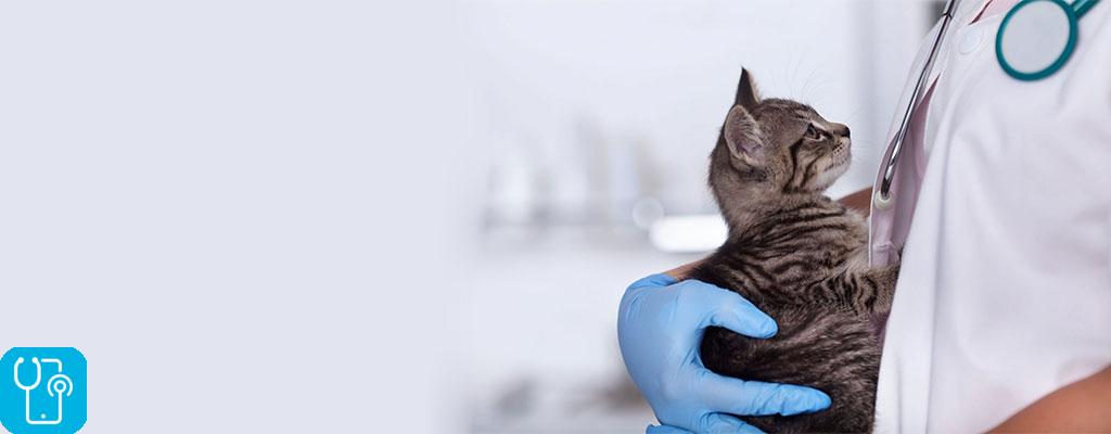 درمان مسمومیت گربه