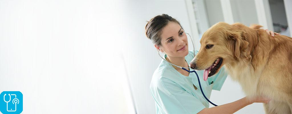 بیماری سگ ها و درمان با دامپزشکی شبانه روزی