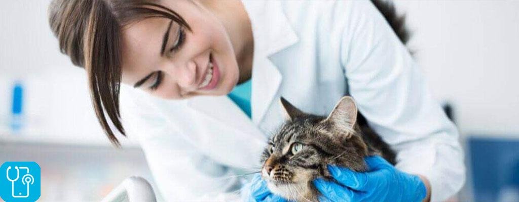 سرطان در گربه ها