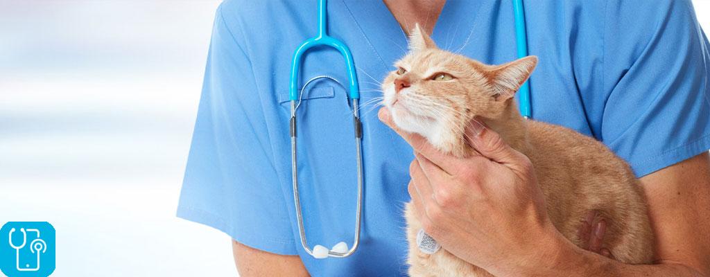 درمان دیابت گربه با دامپزشک