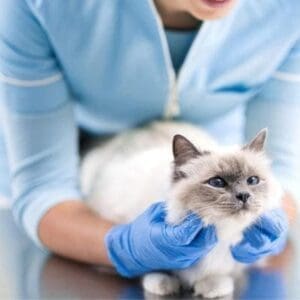 بيماری های گربه و مراجعه به دامپزشک