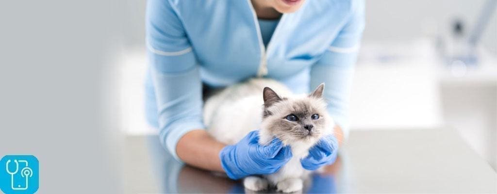 بيماری های گربه و مراجعه به دامپزشک