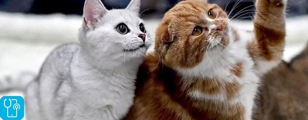 چرا گربه‌ها نفس نفس میزنند