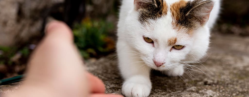 درمان شکستگی دست گربه