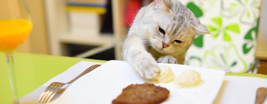 آموزش غذای خانگی گربه ها