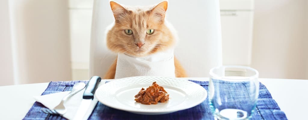 غذای خانگی برای گربه ها