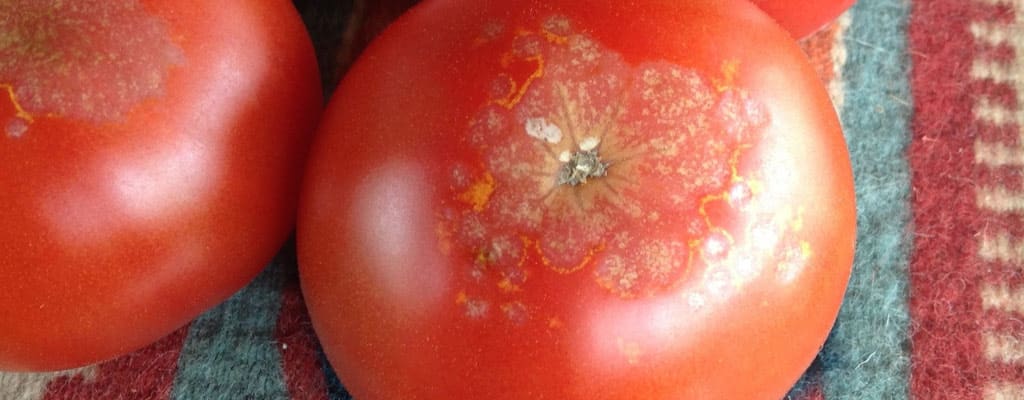 دانه های سیاه داخل گوجه فرنگی